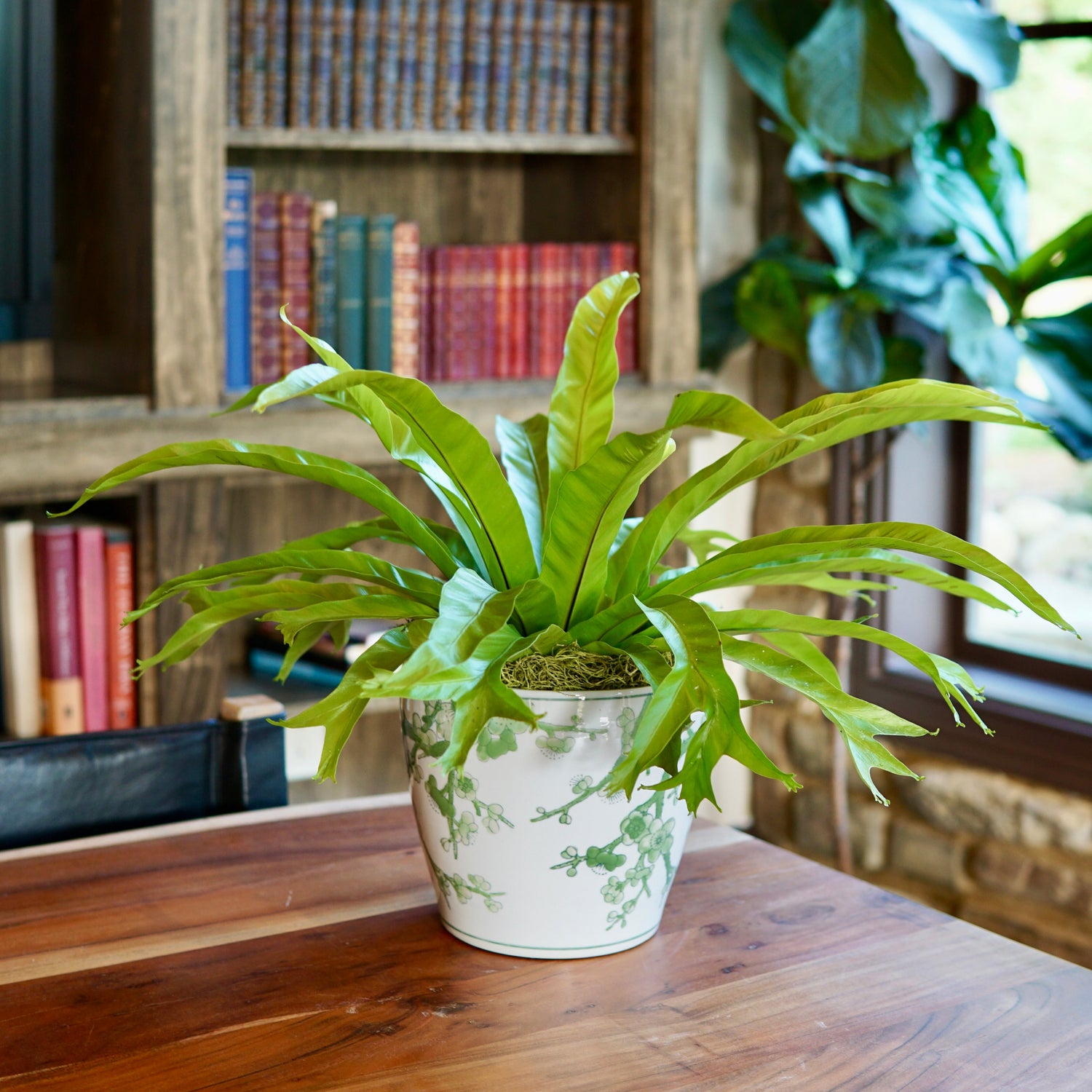 Potted plant on a wooden surface with bookshelves and a window in the background