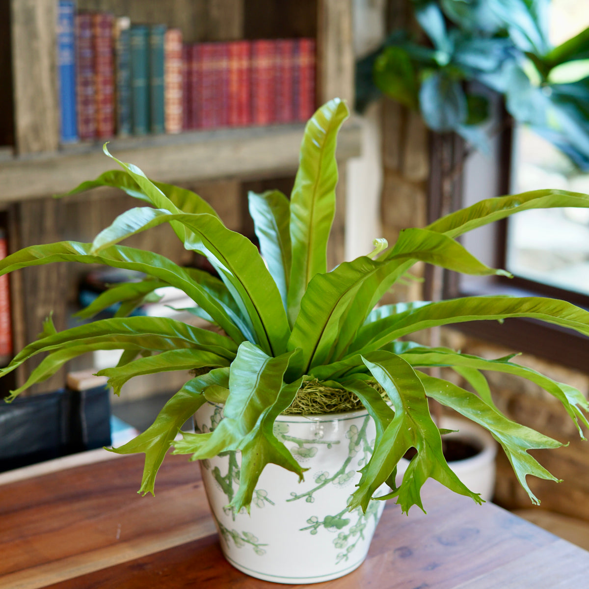 Potted plant on a wooden table with a bookshelf in the background