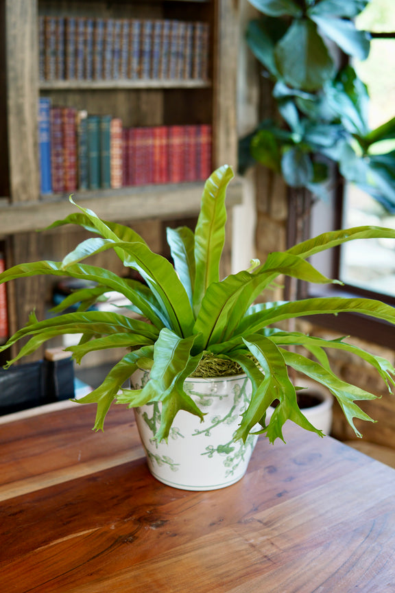 Potted plant on a wooden table with a bookshelf in the background