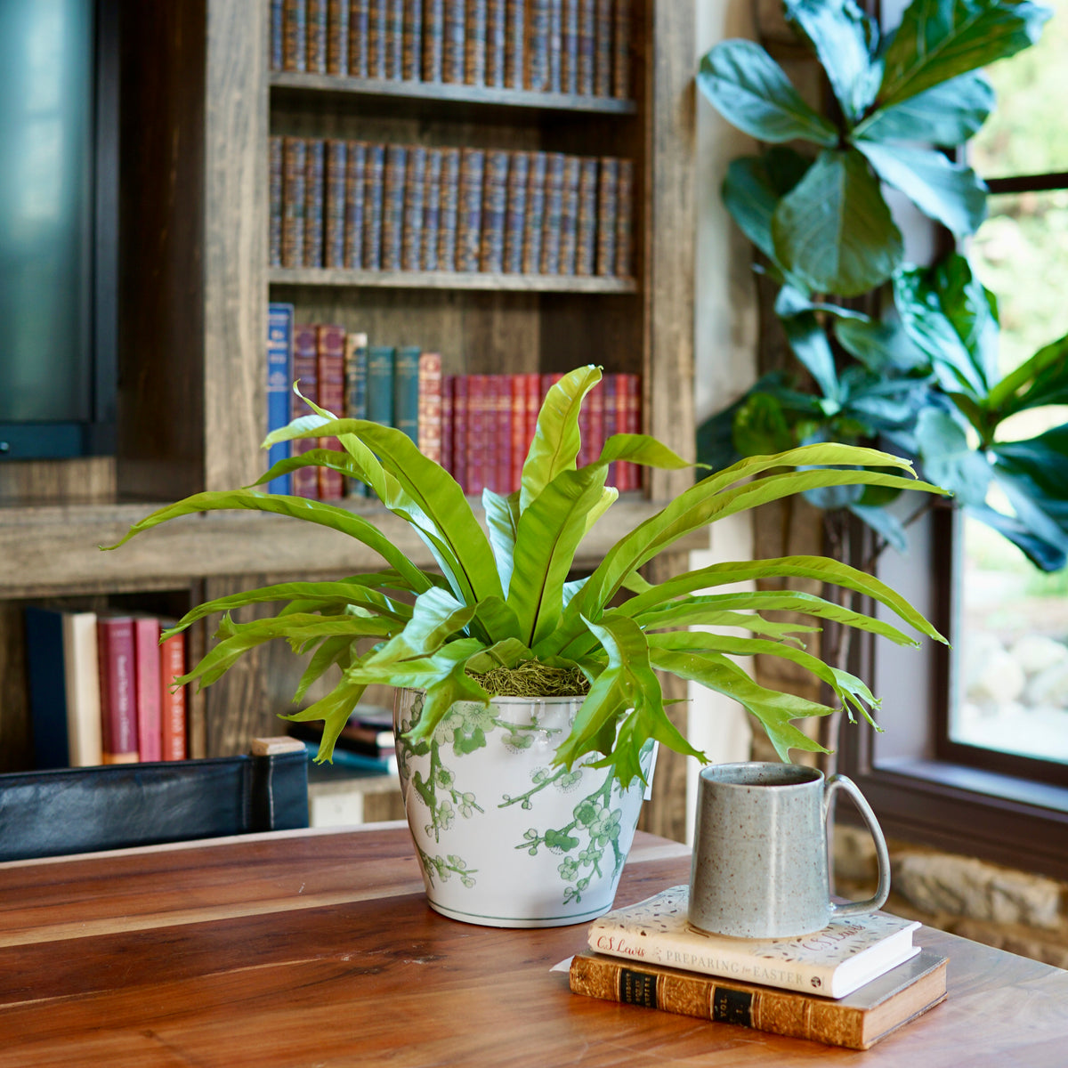 Fern plants on a wooden surface with a bookshelf in the background