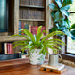 Fern plants on a wooden surface with a bookshelf in the background