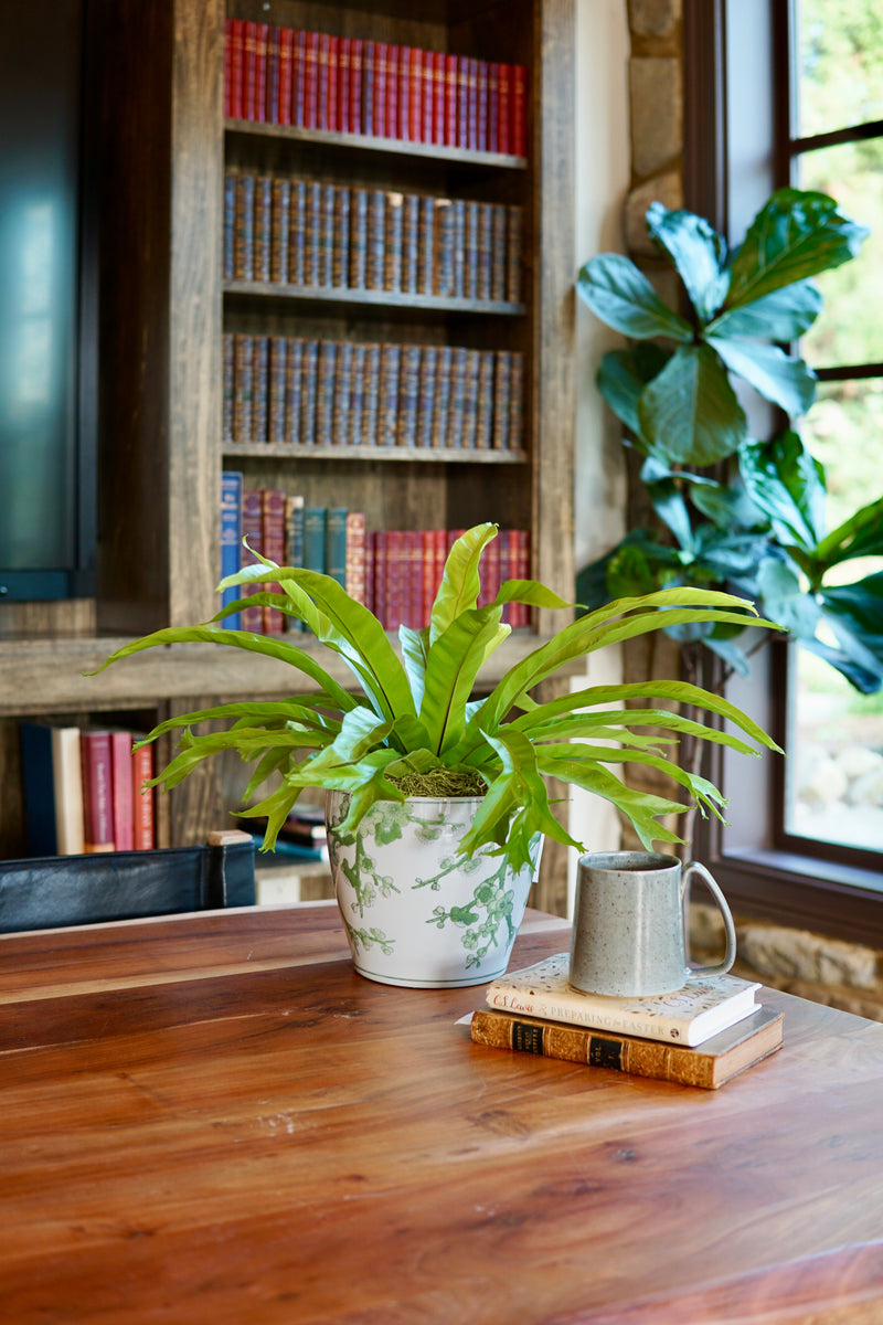 Fern plants on a wooden surface with a bookshelf in the background