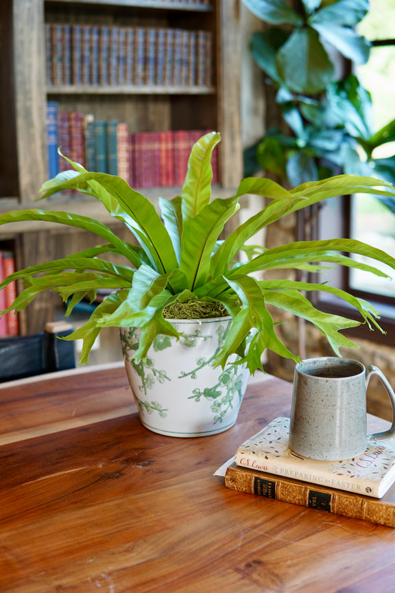Potted plant on a wooden table with books and a mug in the background