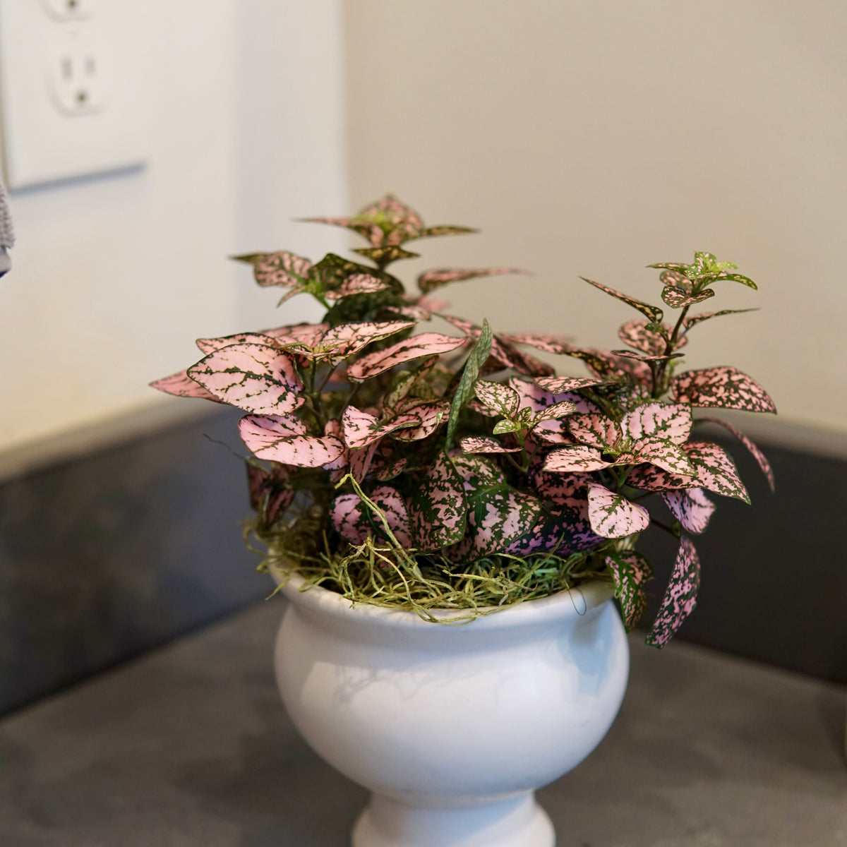 Polka Dot Plant with pink and magenta speckled leaves in a white pedestal pot, displayed on a gray surface