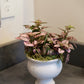 Polka Dot Plant with pink and magenta speckled leaves in a white pedestal pot, displayed on a gray surface