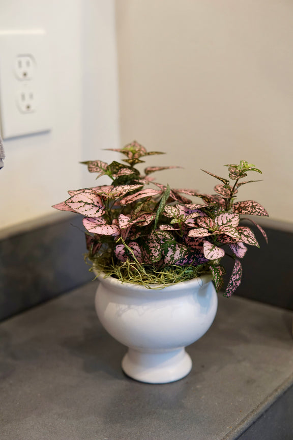 Polka Dot Plant with pink and magenta speckled leaves in a white pedestal pot, displayed on a gray surface