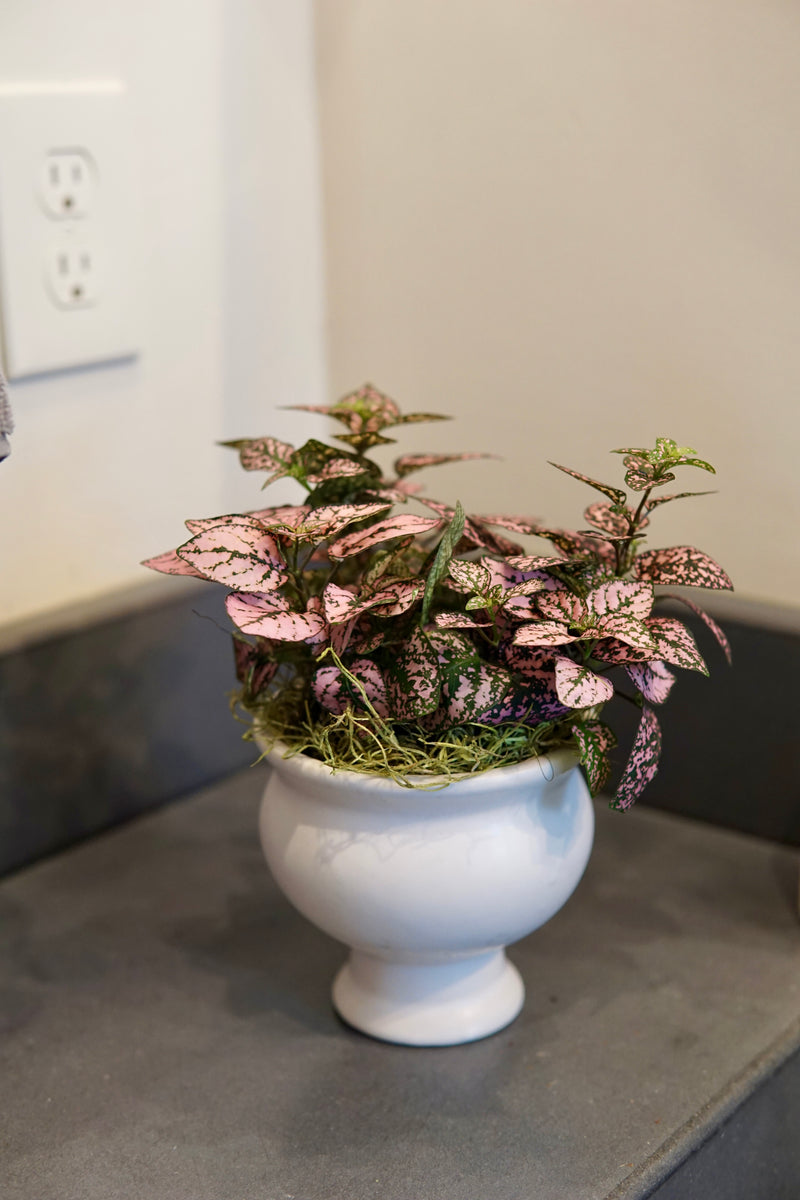 Polka Dot Plant with pink and magenta speckled leaves in a white pedestal pot, displayed on a gray surface