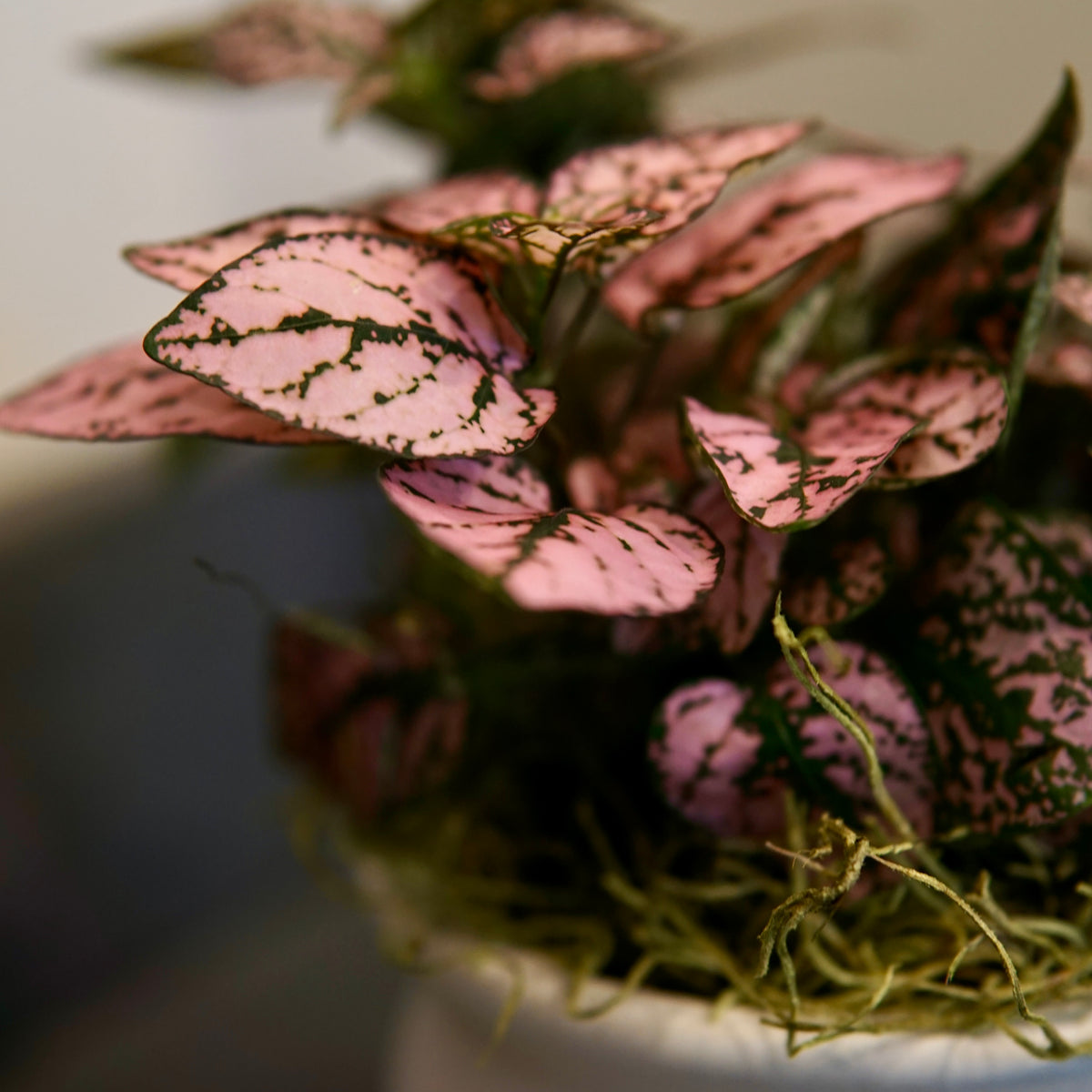Polka Dot Plant with soft pink leaves marked with dark green veining patterns, delicate pointed foliage against neutral background
