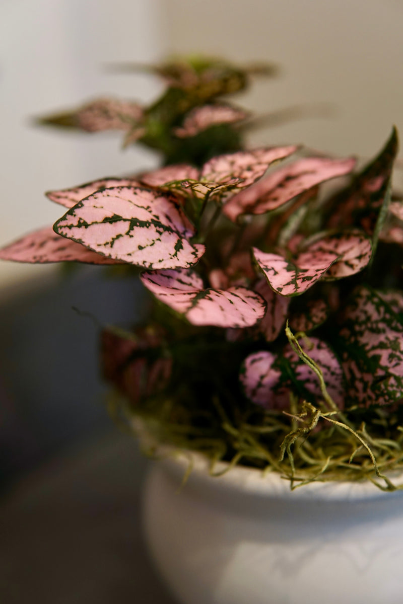 Polka Dot Plant with soft pink leaves marked with dark green veining patterns, delicate pointed foliage against neutral background