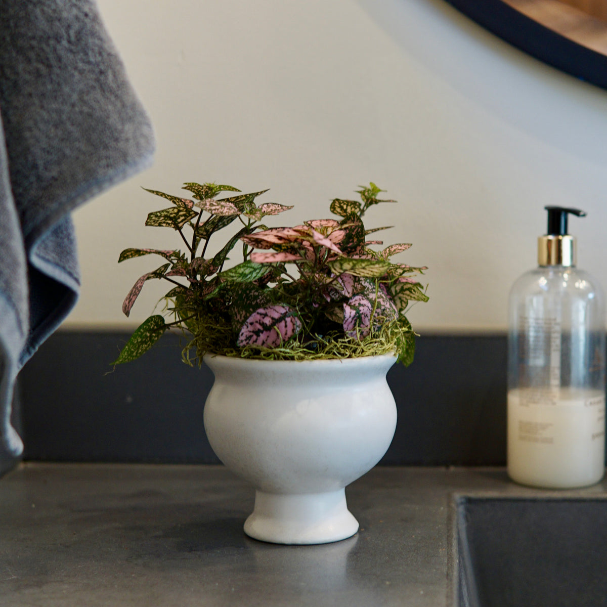 Polka Dot Plant with pink and magenta variegated leaves in white pedestal pot on bathroom countertop