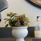 Polka Dot Plant with vibrant pink and purple patterned leaves in a white pedestal ceramic pot