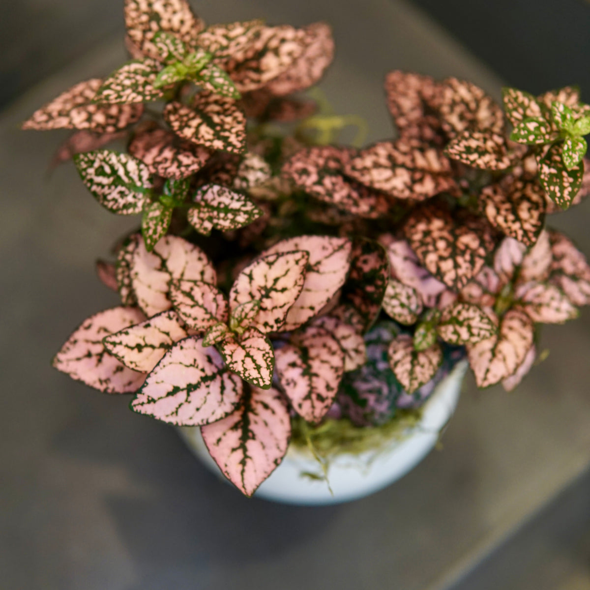 Vibrant pink and magenta Polka Dot Plant with dark-speckled leaves in a white ceramic pot, displayed from overhead