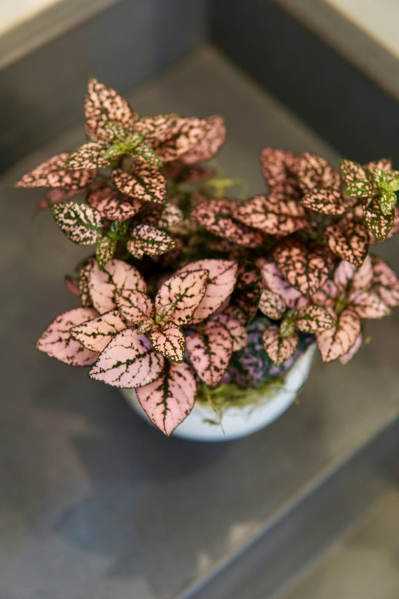 Vibrant pink and magenta Polka Dot Plant with dark-speckled leaves in a white ceramic pot, displayed from overhead