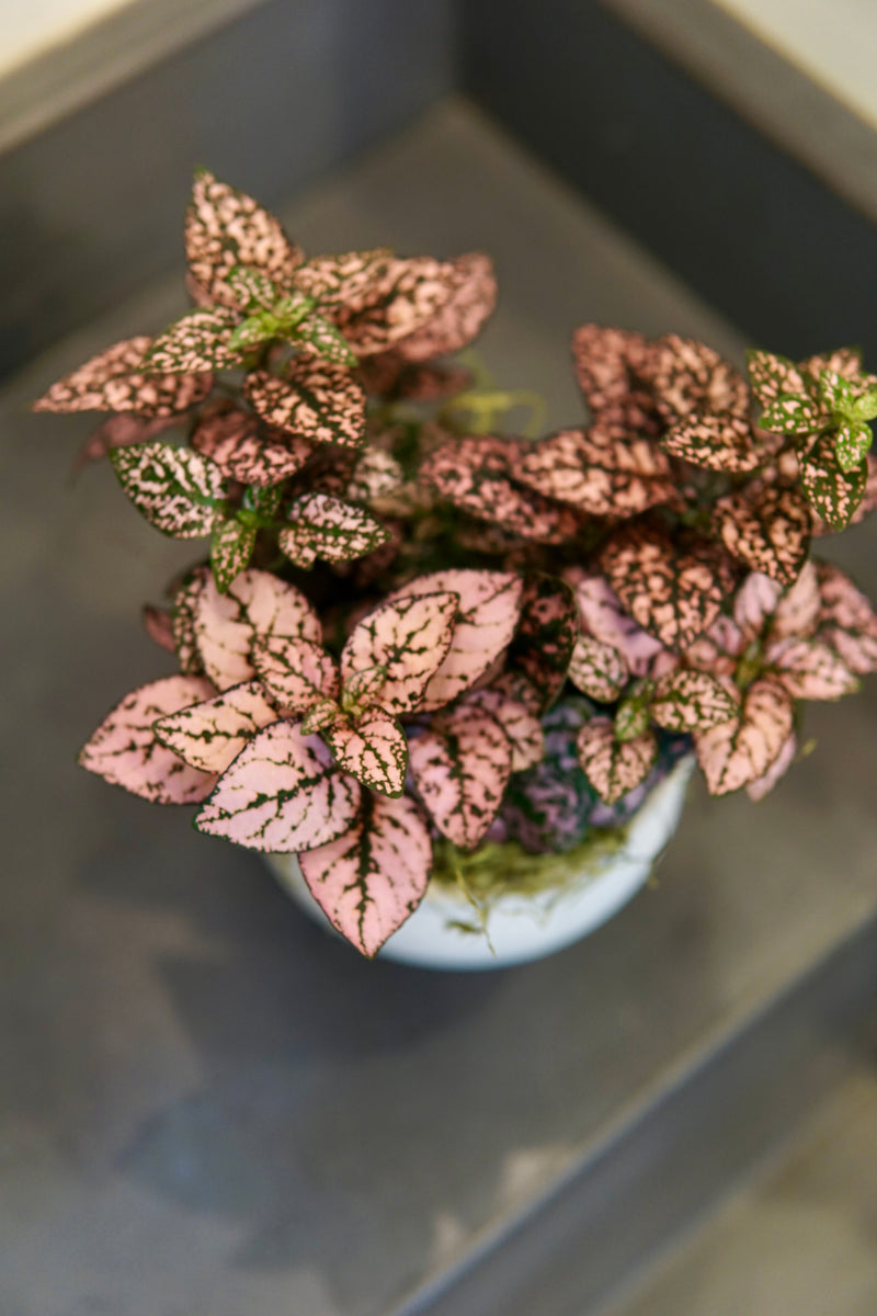 Vibrant pink and magenta Polka Dot Plant with dark-speckled leaves in a white ceramic pot, displayed from overhead