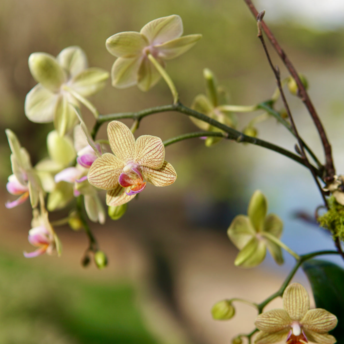 Close-up of green orchids with a blurred natural background
