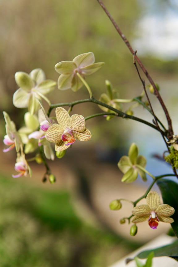 Close-up of green orchids with a blurred natural background