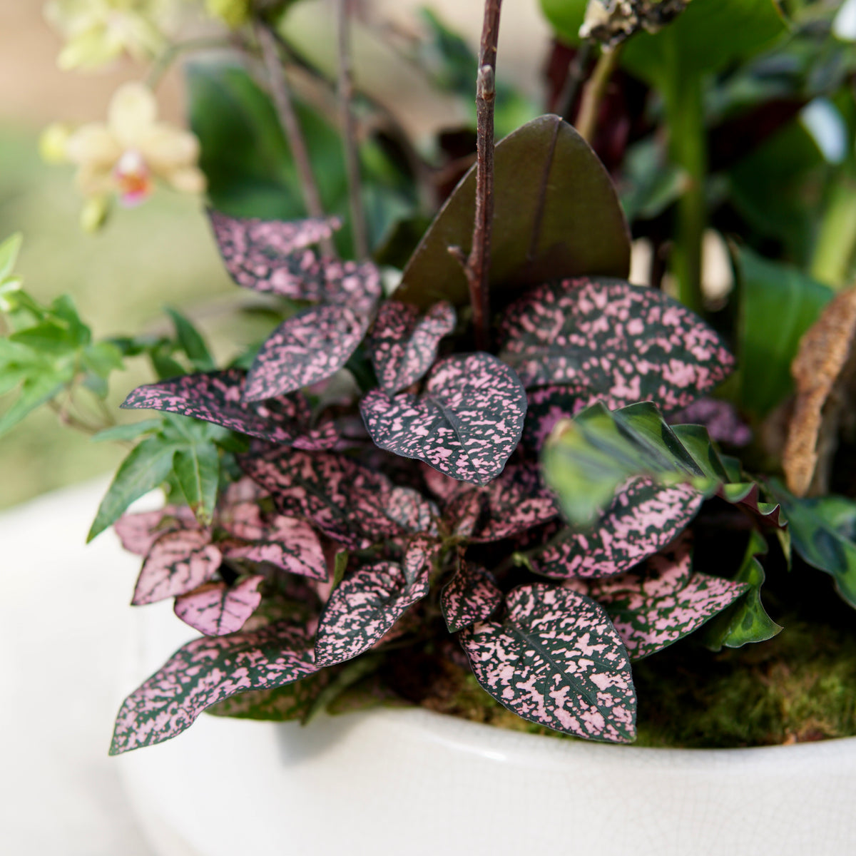 Polka dot plant in a white pot with a blurred green background