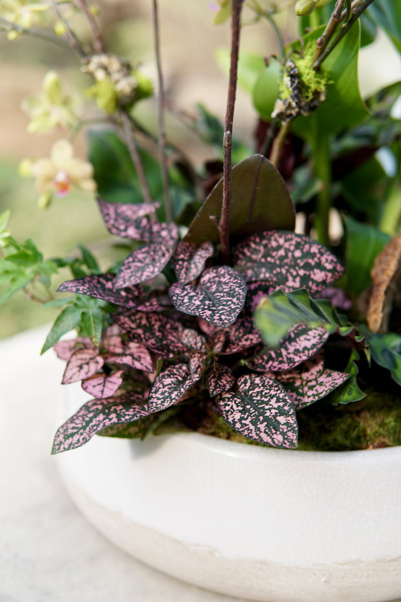 Polka dot plant in a white pot with a blurred green background