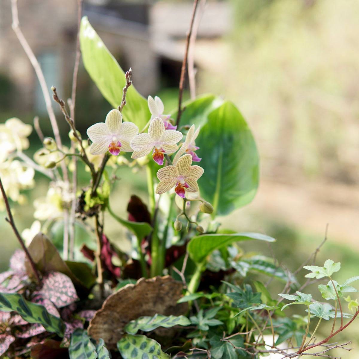 Orchid arrangement in a pot with greenery on a blurred natural background