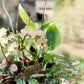 Orchid arrangement in a pot with greenery on a blurred natural background