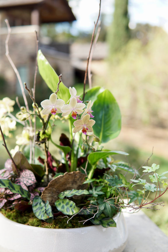 Orchid arrangement in a pot with greenery on a blurred natural background