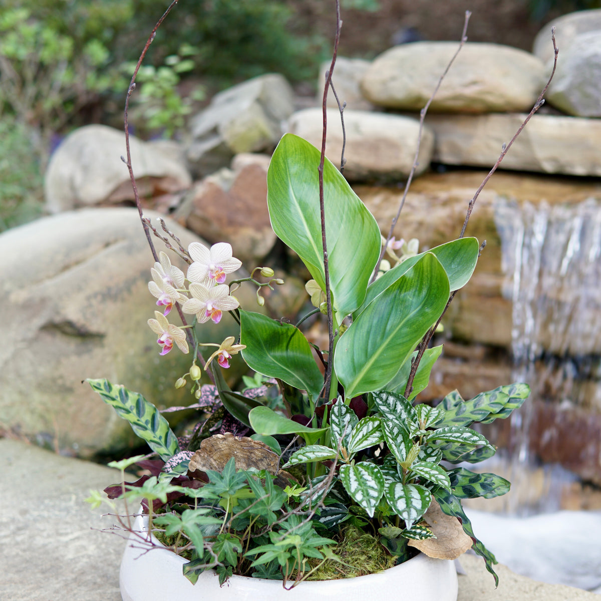 Potted plant with flowers in a natural setting with rocks and water.