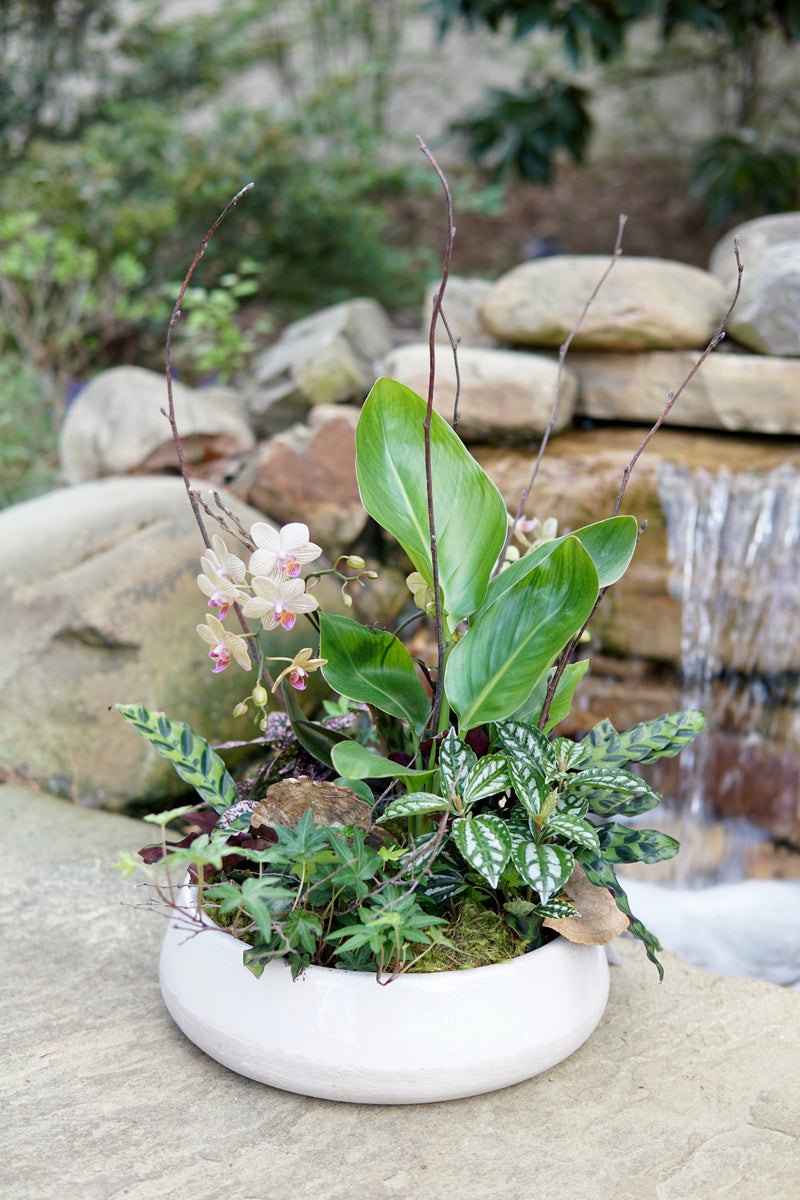 Potted plant with flowers in a natural setting with rocks and water.