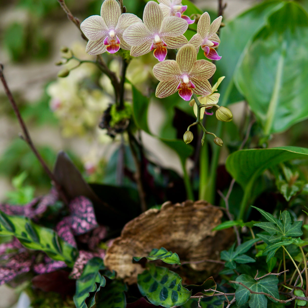 Potted orchid with green leaves and a butterfly on a blurred background