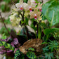 Potted orchid with green leaves and a butterfly on a blurred background