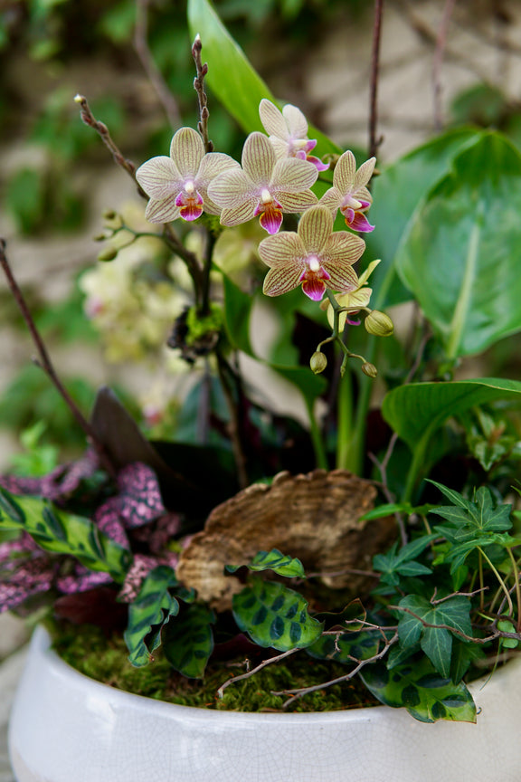 Potted orchid with green leaves and a butterfly on a blurred background