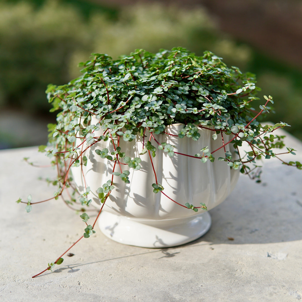 Potted plant with green leaves and red stems on a concrete surface