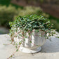 Potted plant with green leaves and red stems on a concrete surface