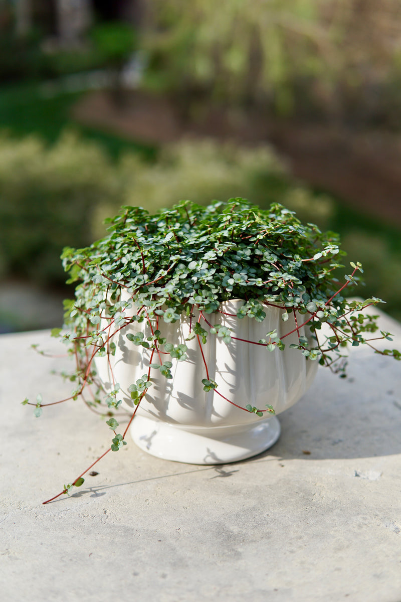 Potted plant with green leaves and red stems on a concrete surface