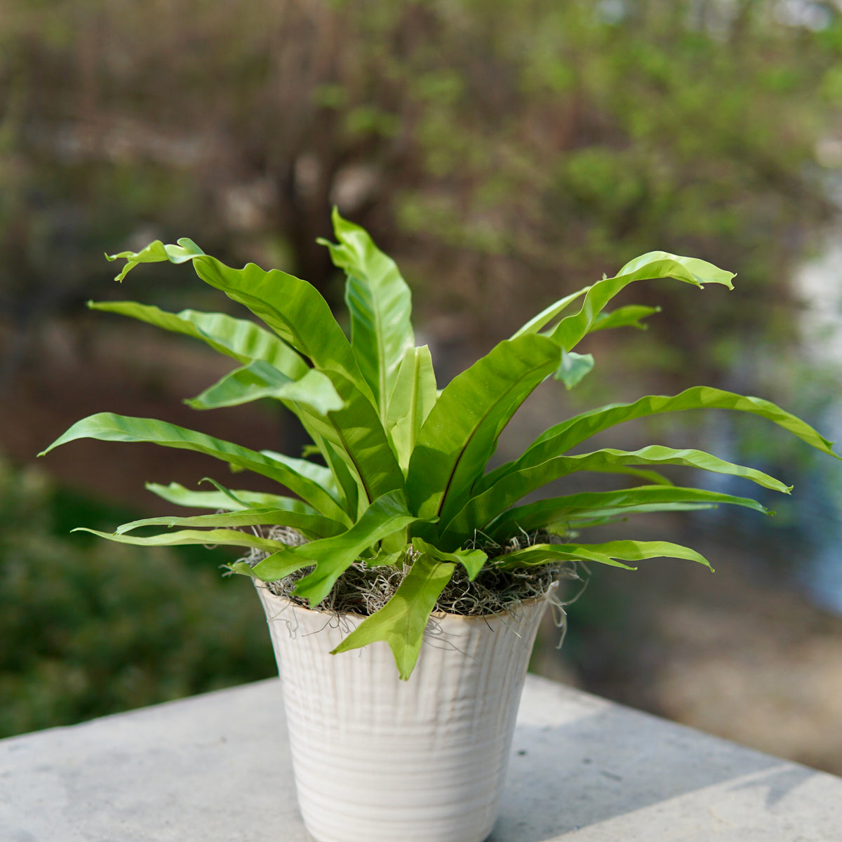 Potted plant on a concrete surface with a blurred natural background