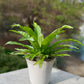 Potted plant on a concrete surface with a blurred natural background