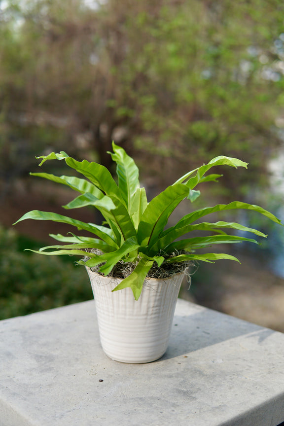 Potted plant on a concrete surface with a blurred natural background