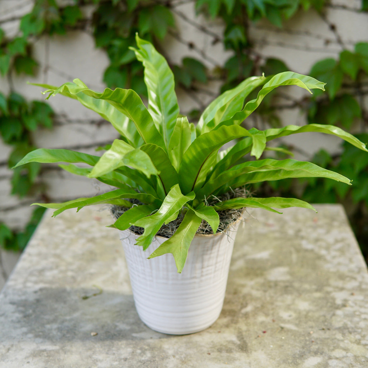 Potted fern plant on a stone surface with a vine-covered wall in the background