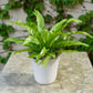 Potted fern plant on a stone surface with a vine-covered wall in the background