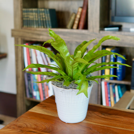 Potted plant on a wooden table with a bookshelf in the background