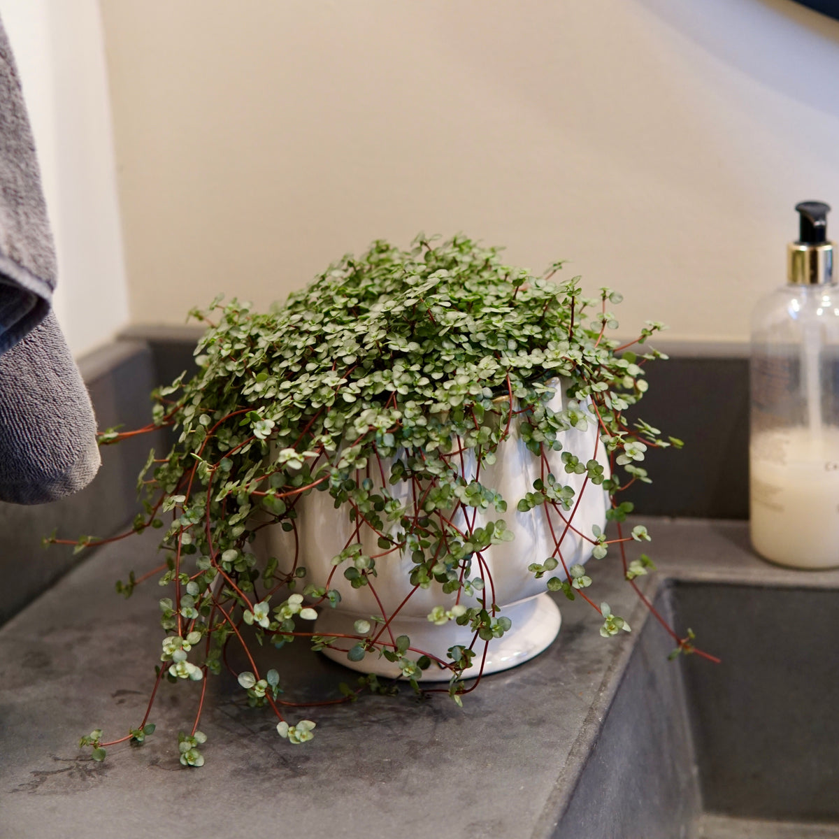 Potted plant on a bathroom counter with a bottle of soap in the background