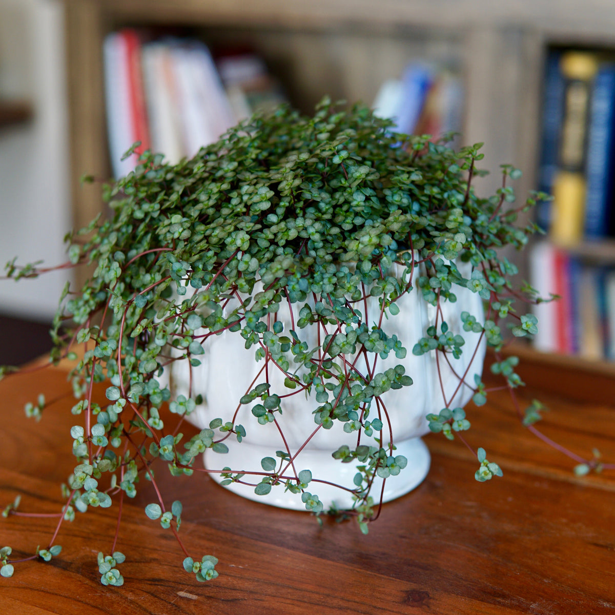 Potted plant on a wooden surface with a blurred bookshelf in the background