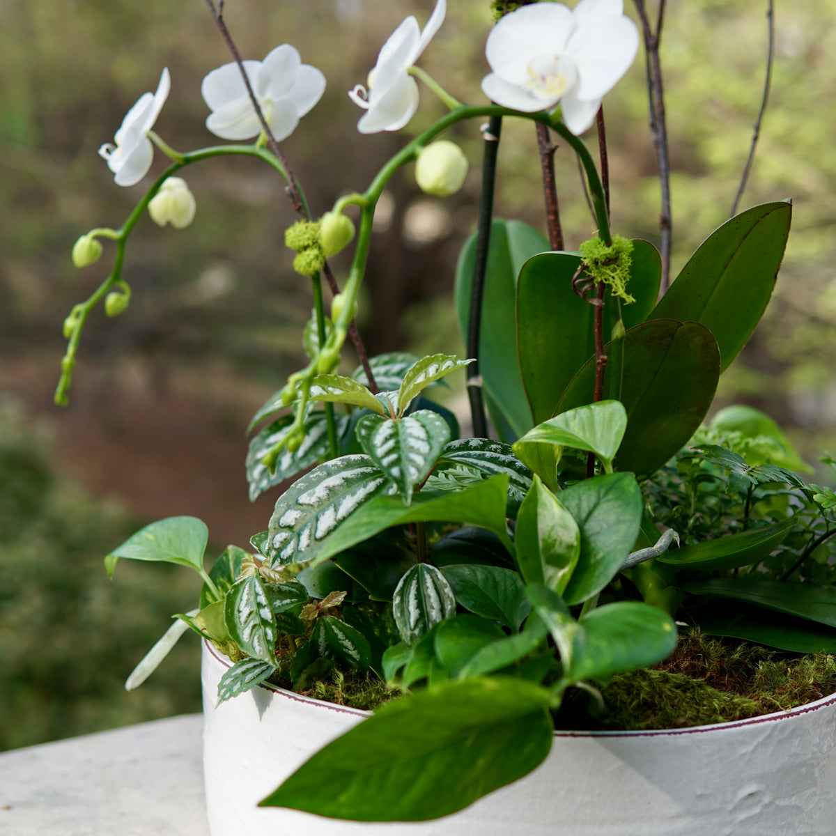 White orchids in a pot with green foliage on a blurred natural background