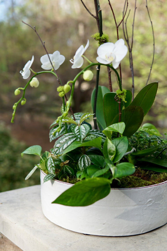 White orchids in a pot with green foliage on a blurred natural background