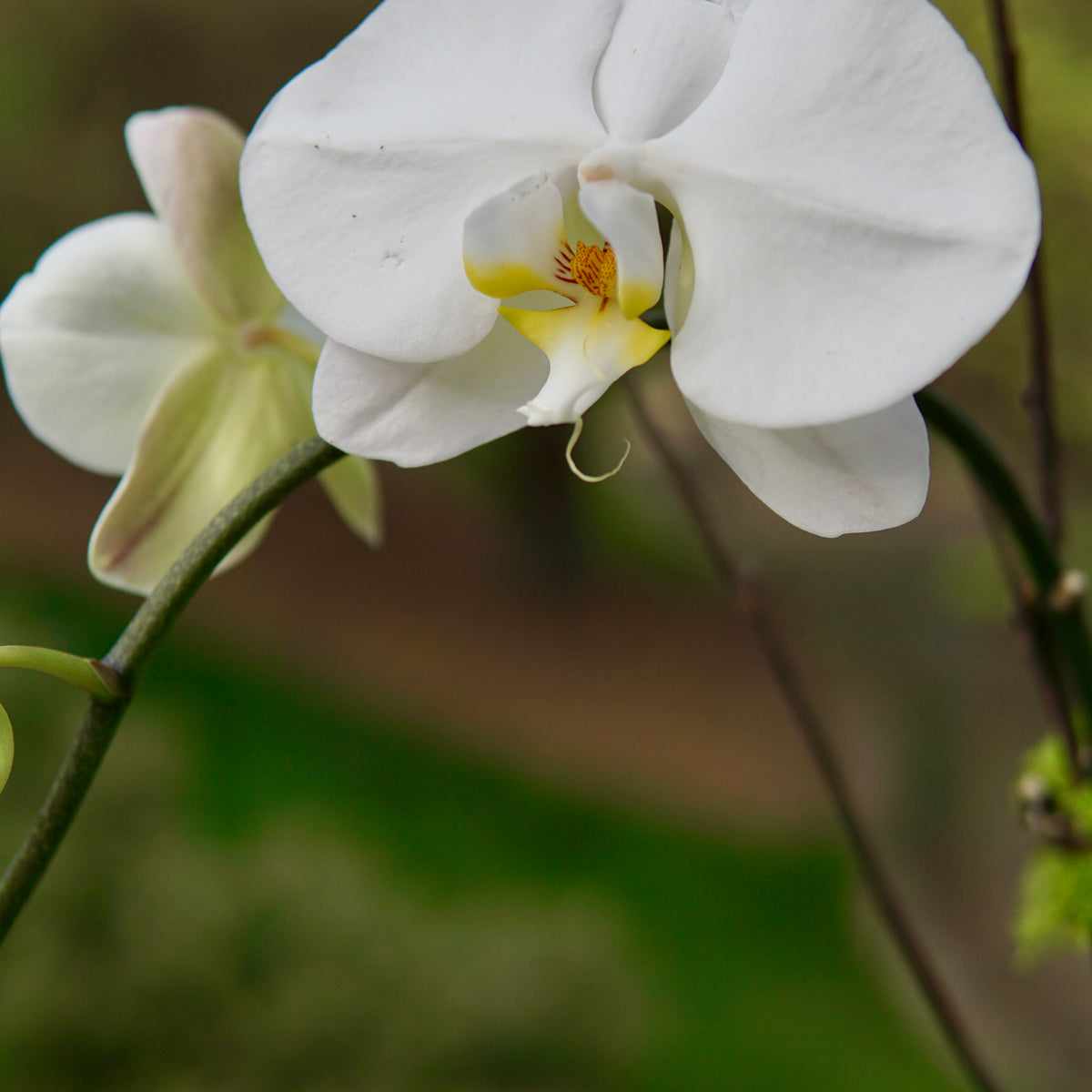 White orchid flower with a blurred green background
