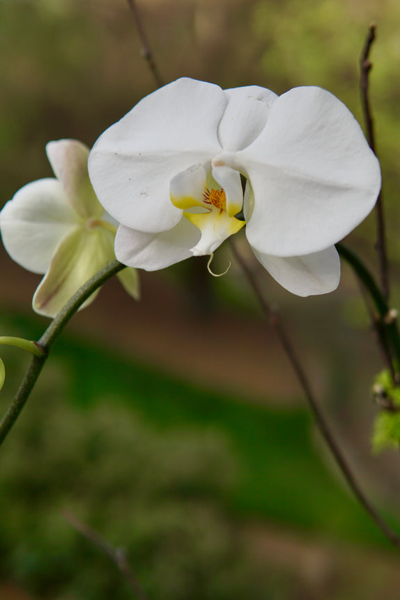 White orchid flower with a blurred green background