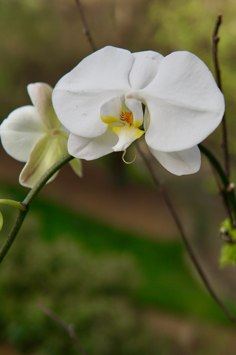 White orchid flower with a blurred green background
