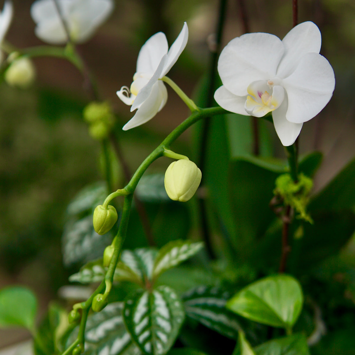 White orchids with green leaves in a natural setting