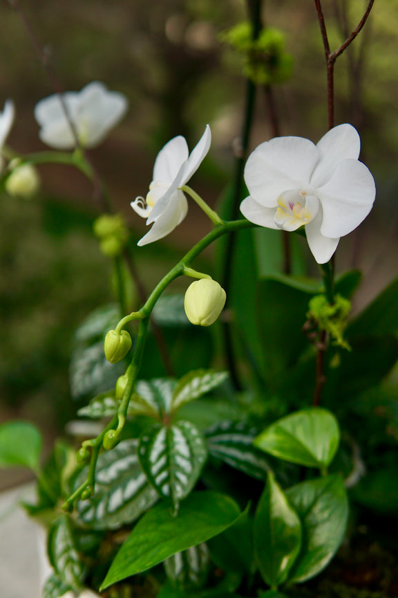 White orchids with green leaves in a natural setting