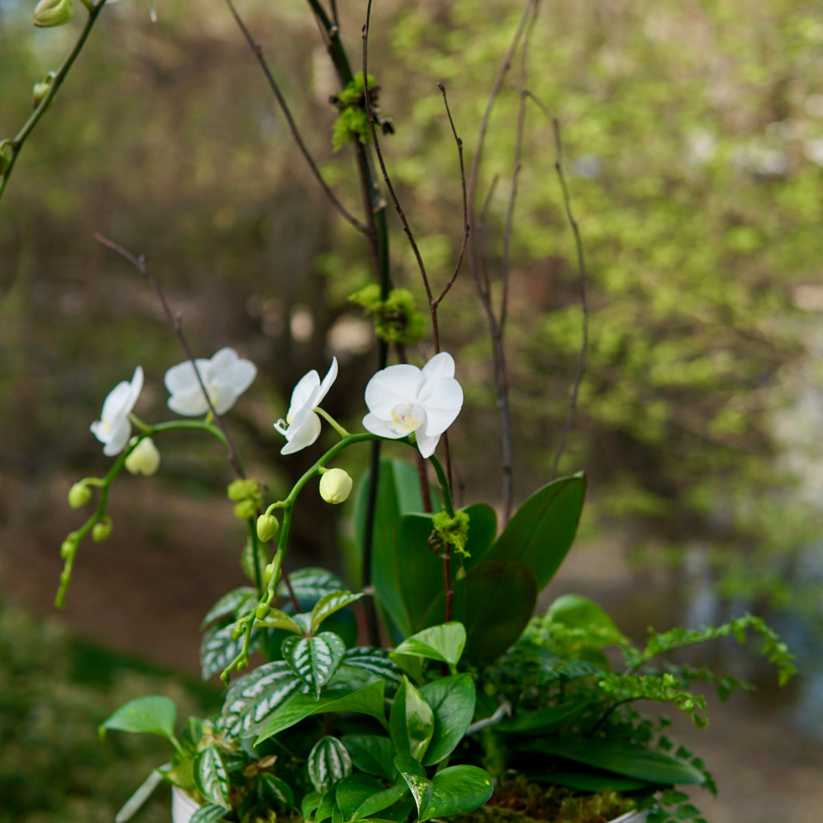 White orchids in a pot on a blurred natural background