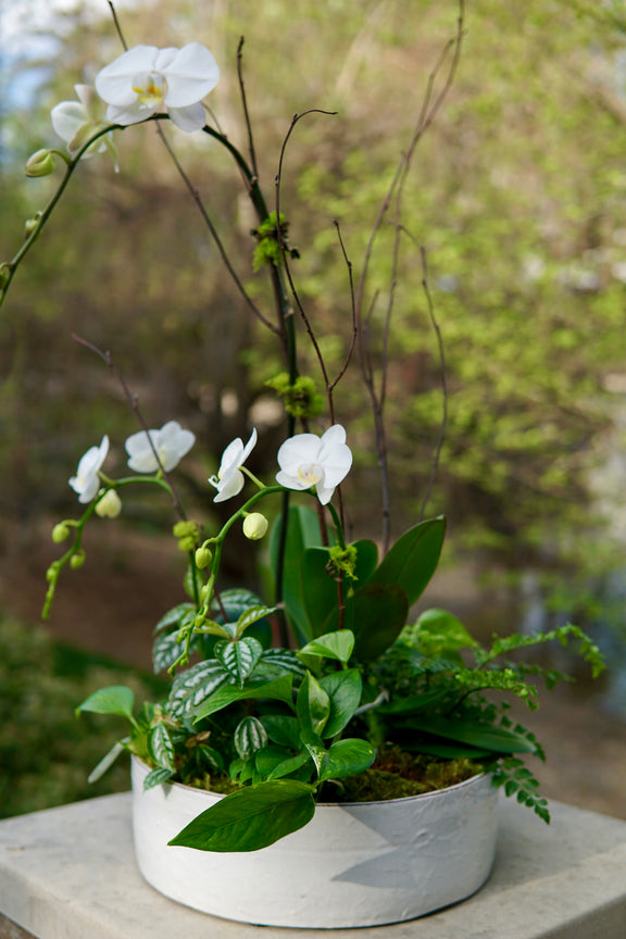White orchids in a pot on a blurred natural background